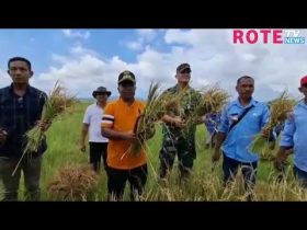 pj.-bupati-rote-ndao-panen-padi-bersama-petani-di-desa-matasio