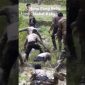 Nona Pung Belis Mahal Kaka