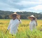 Panen Raya di Daefadin, Bupati Paulus Henuk Janjikan Solusi Konkret untuk Petani