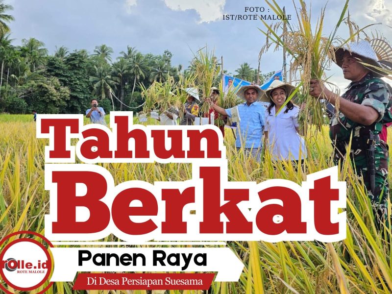 Di Balik Hasil Padi yang Melimpah, Ada Langkah Konret Fraksi PKB Rote Ndao, Jaga Harapan Petani