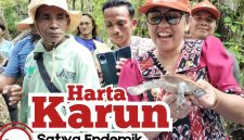 Bangga Lepas Kura-Kura Leher Ular, Wabup Apremoi Sebut Anugerah yang Dijaga, Landu Leko Pasti Maju